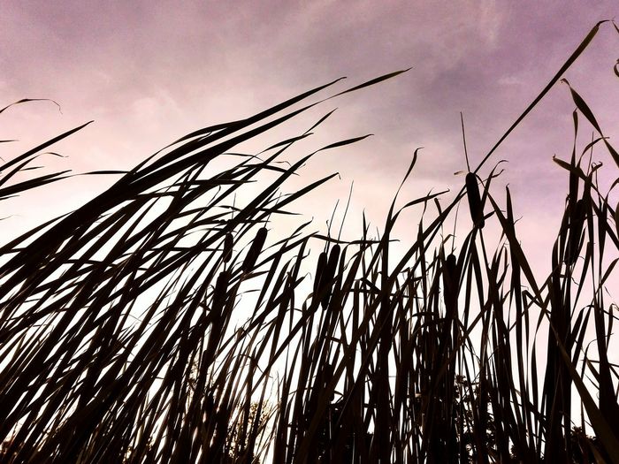 Low angle view of grass against sky