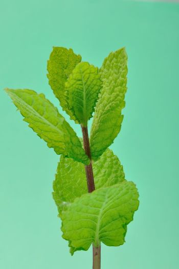 Close-up of leaves on plant against blue background