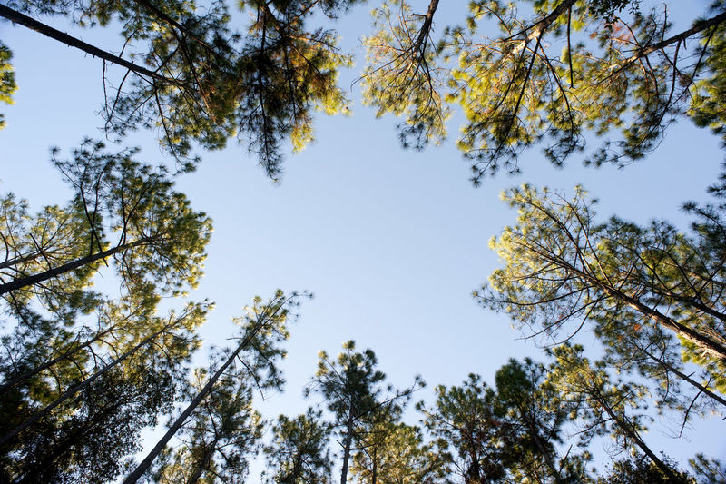 Looking up from below into the converging canopy of trees with central blue sky and copy space