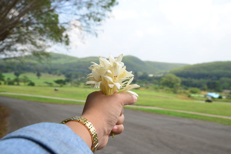 Cropped hand holding white flowers on road
