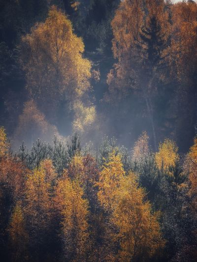 Trees in forest against sky during autumn