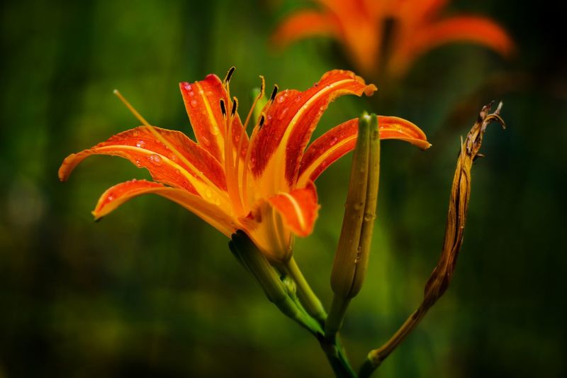 Close-up of orange day lily blooming at park