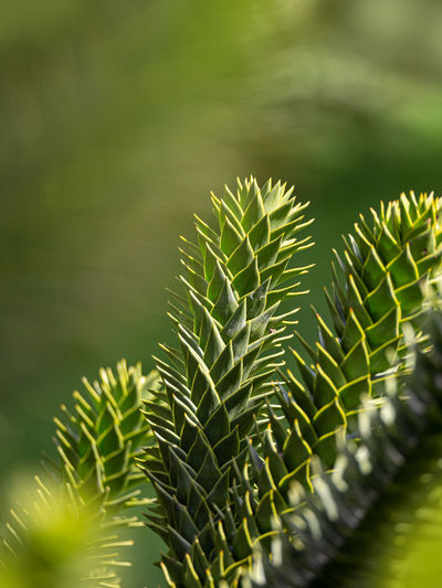 Close-up of fern leaves