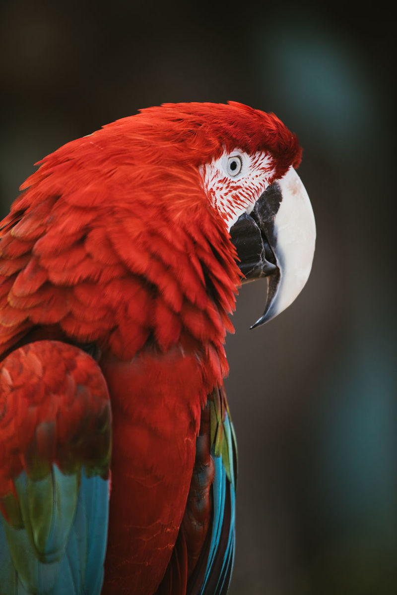 Page 2 Of Scarlet Macaw Pictures Curated Photography On Eyeem