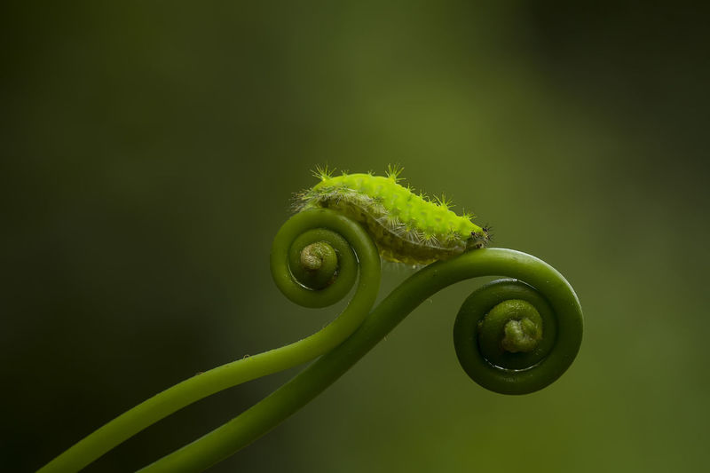 Green caterpillar on fern