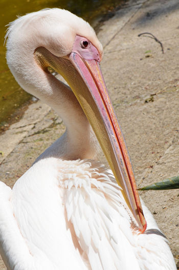 Close-up of pelican at lakeshore