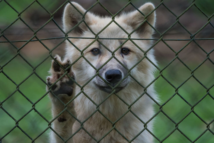 Portrait of a dog seen through chainlink fence