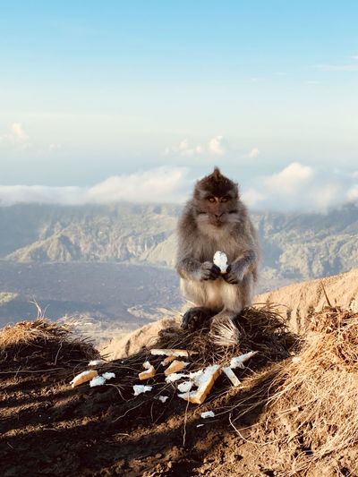 Monkey sitting on land against sky
