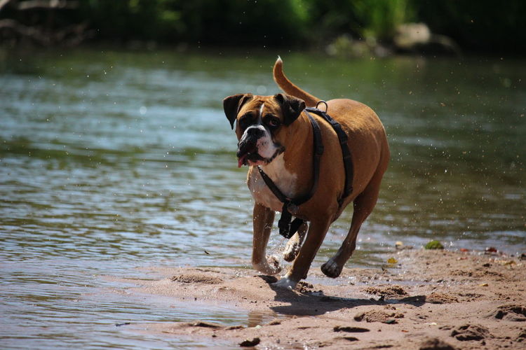 Dog running on beach