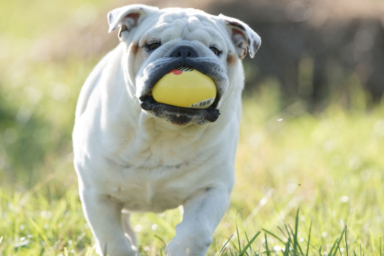 Portrait of a dog