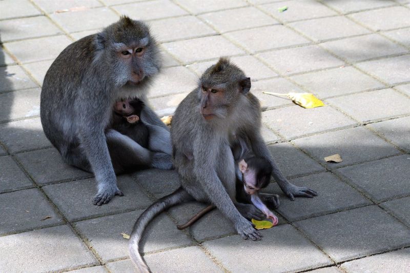 High angle view of monkeys sitting outdoors
