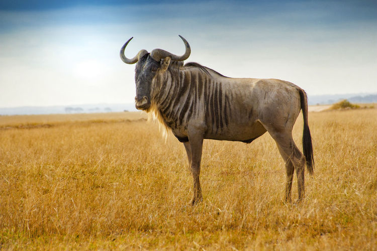 Wildebeest standing on ground