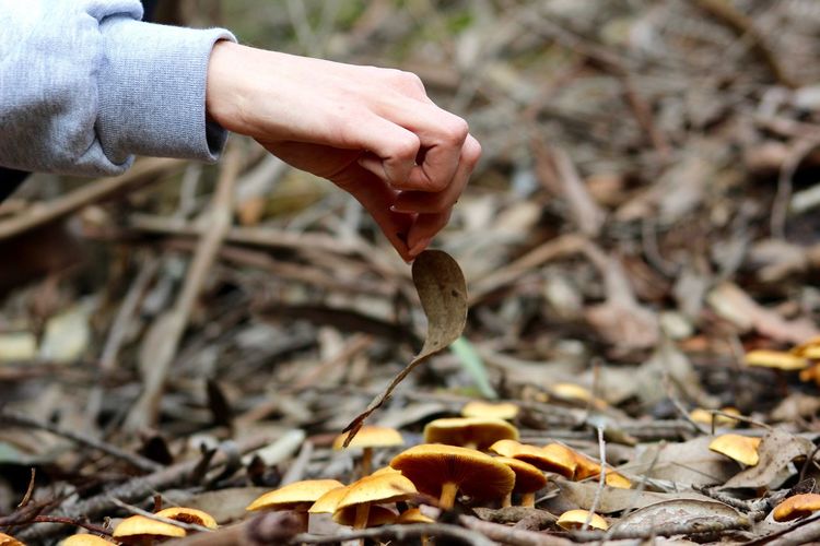 Cropped hand holding dry leaf over mushrooms in forest