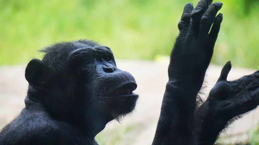 Close-up of chimpanzee at houston zoo