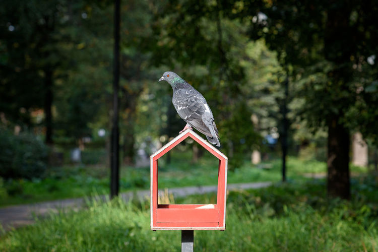 Pigeon sitting on bird feeder shaped in form of house on pole in public park