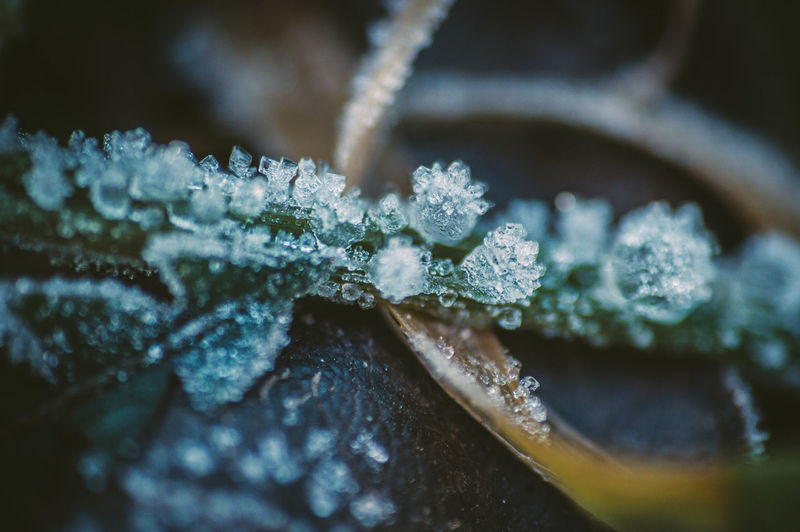 Close-up of frosted plants