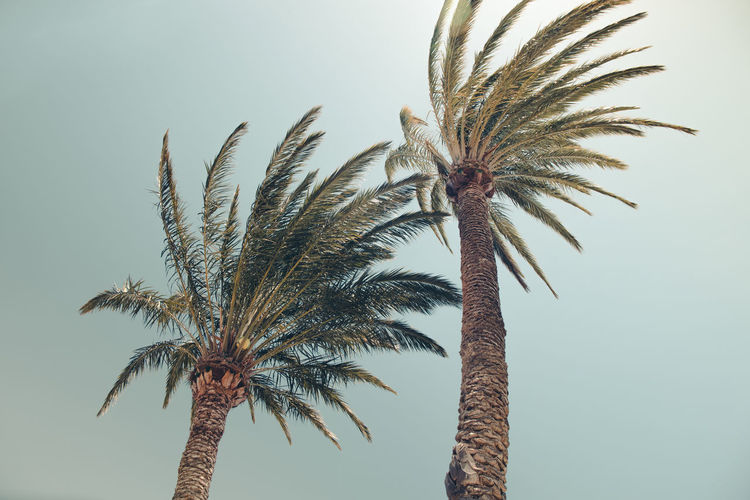 Low angle view of palm tree against clear sky