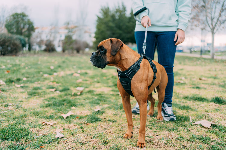 Photo of a boxer breed dog caught by its owner on the leash