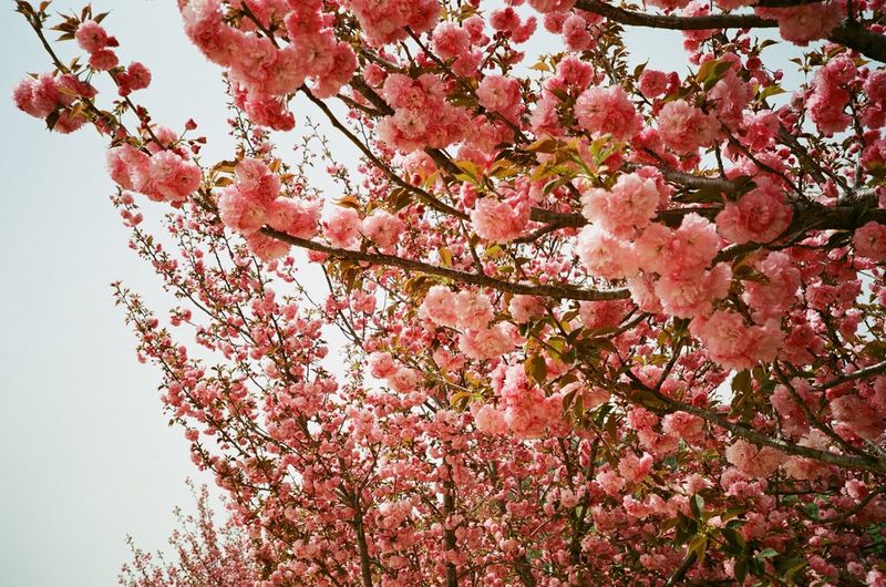 Low angle view of pink cherry blossoms in spring