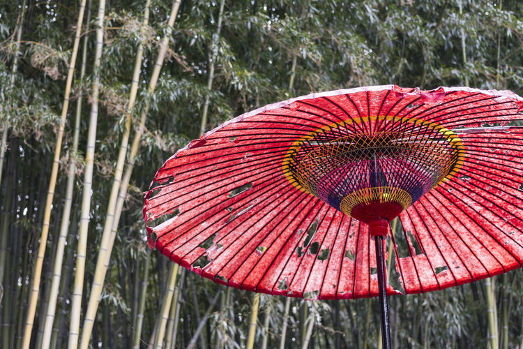 Close-up of red umbrella on land