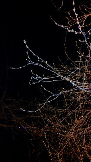 Low angle view of illuminated tree against sky at night