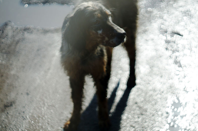 Close-up of dog standing on water