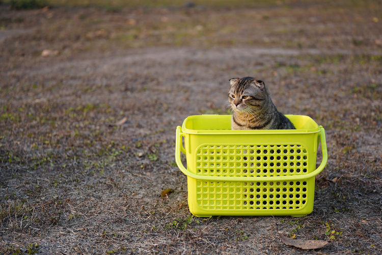 Close-up of a cat in basket on field