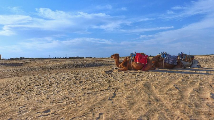 Camels sitting on land against sky