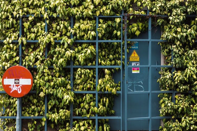Plants growing on metallic gate