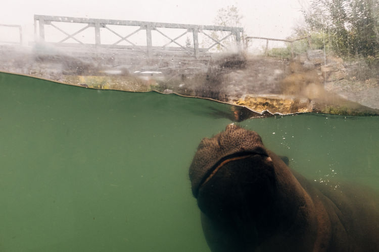 Close-up of hippopotamus swimming in river