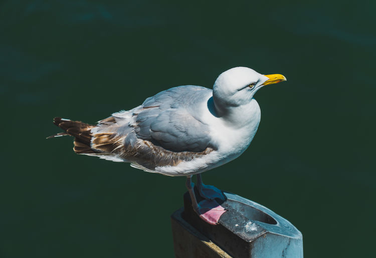 Close-up of seagull perching outdoors