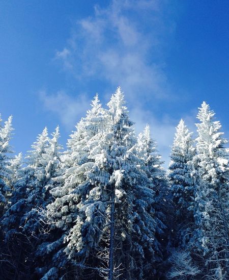 Low angle view of snow covered trees against blue sky
