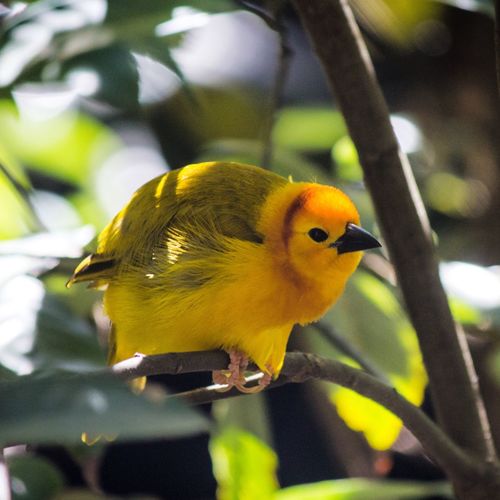 Close-up of bird perching on yellow leaf