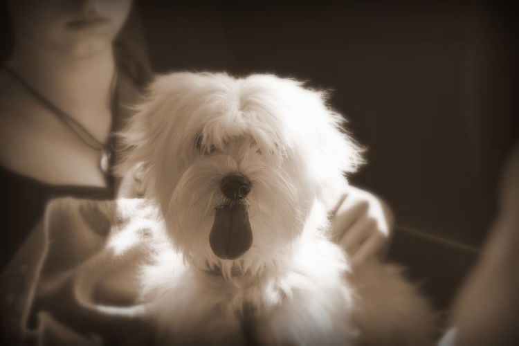 Close-up of dog