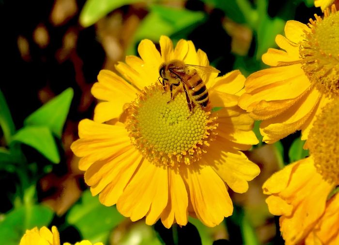 Honey bee on a yellow flower in garden