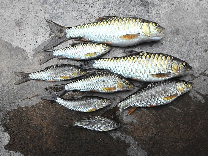 High angle view of fish on floor