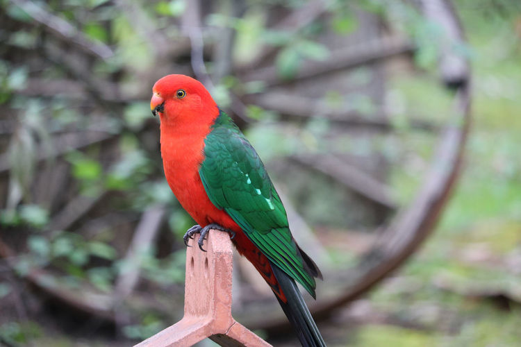 King parrot perching on wood