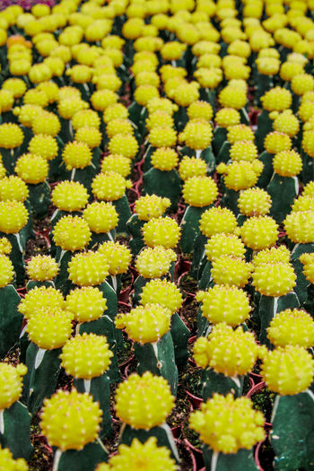 Selective focus close-up on golden barrel cactus echinocactus grusonii cluster.