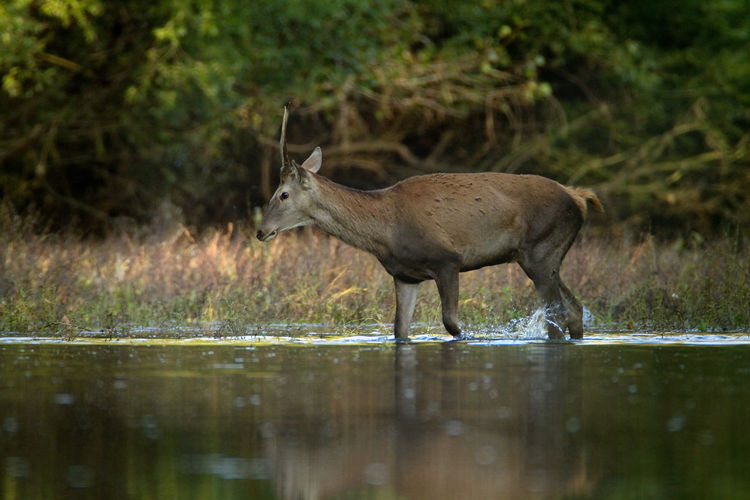 Deers in sidebranch of the drava river