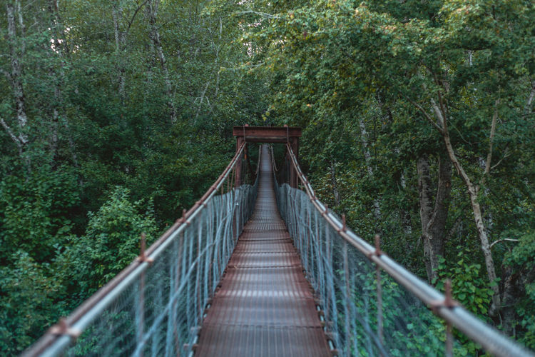 Footbridge amidst trees in forest