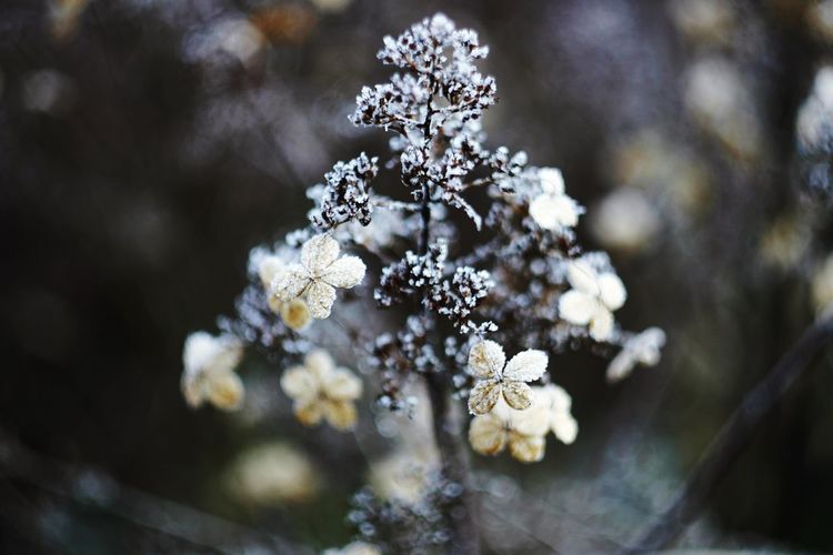 Close-up of frost on flowering plan