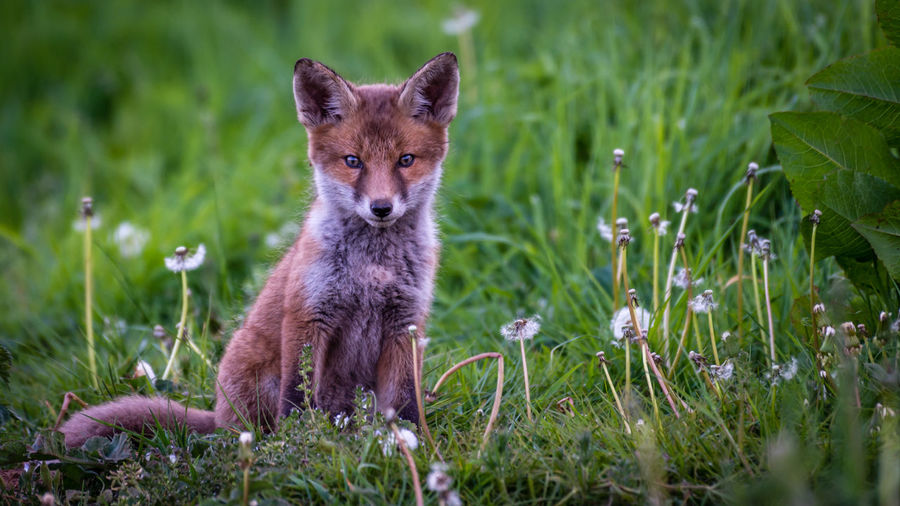 Portrait of fox pup standing on grassy field