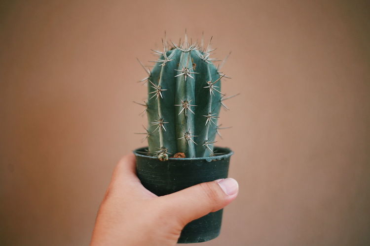 Cropped hand holding cactus against brown background