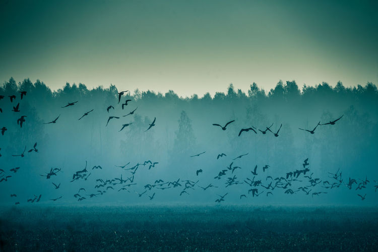 Beautiful flock of migratory goose during the sunrise near the swamp in misty morning. 