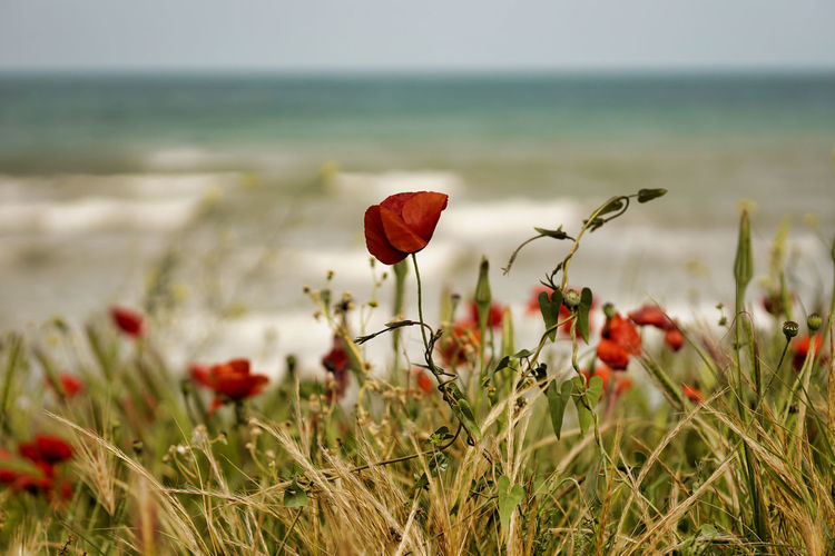 Close-up of red poppy flowers growing in sea