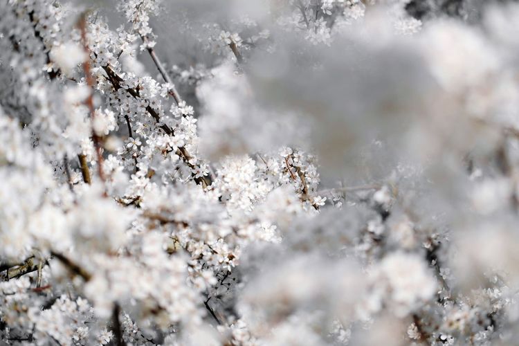Close-up of frozen cherry blossom during winter