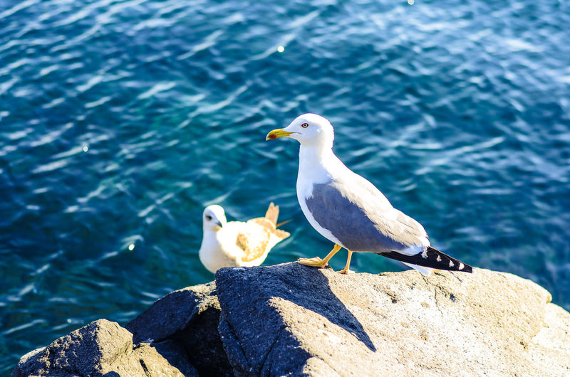 Two seagulls are sitting on a rock near the sea water