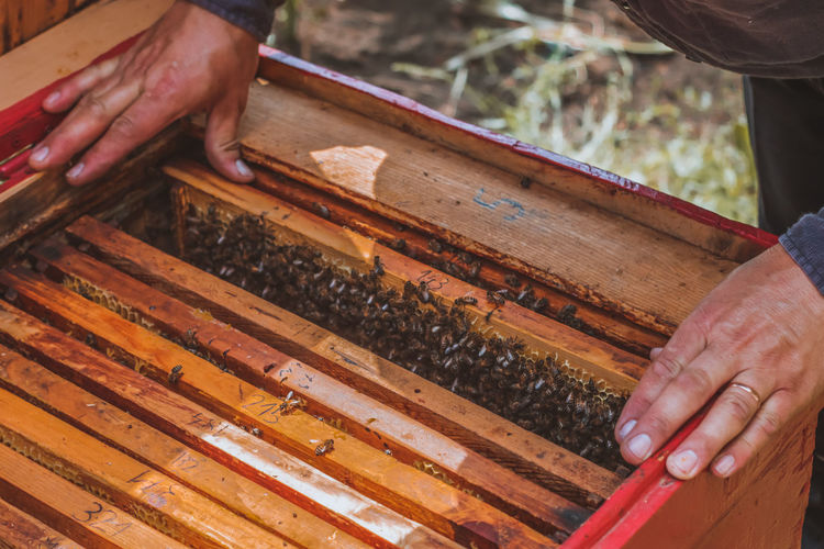 Close up of man opening beehive full of honey frames