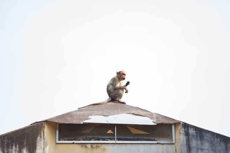 Low angle view of monkey on roof against clear sky