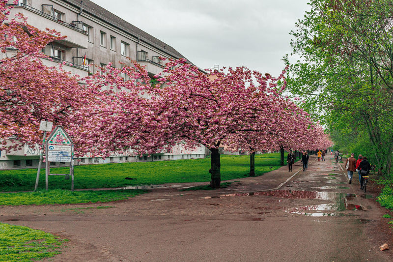 Pink cherry blossoms in spring against sky